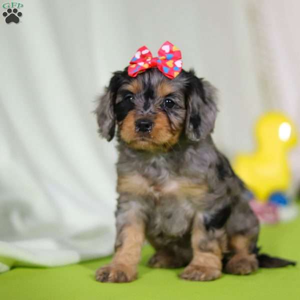 Grace, Cavapoo Puppy
